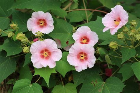 芙蓉 植物|变脸大师——木芙蓉